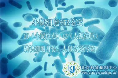 小鼠細胞鑒定