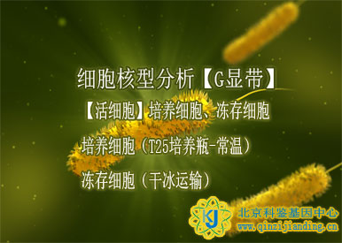 細(xì)胞核型分析【G顯帶】