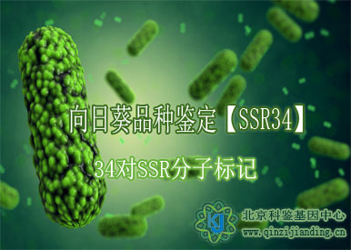 向日葵品種鑒定【SSR34】