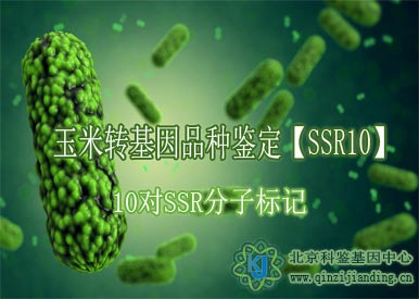 玉米轉基因鑒定【SSR10】