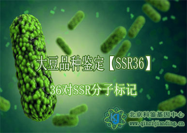 大豆品種鑒定【SSR36】