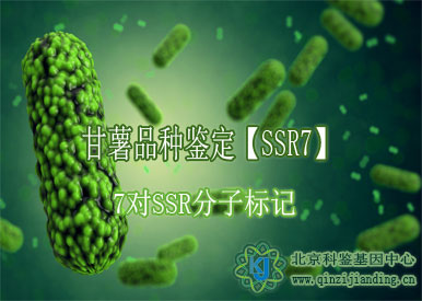 甘薯品種鑒定【SSR7】