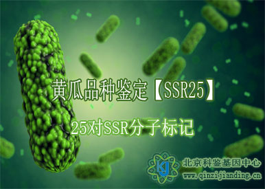 黃瓜品種鑒定【SSR25】