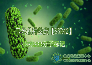 玉米品種鑒定【SSR42】