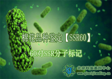 棉花品種鑒定【SSR60】